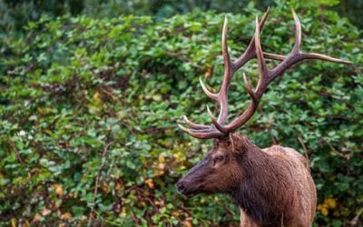 Bowhunter Gored and Killed By Wounded Elk in Oregon