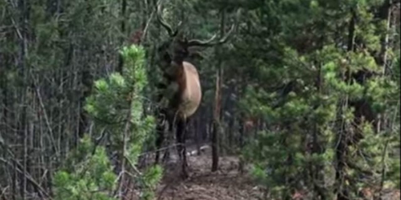 Bull Elk Goes Nuts Rubbing a Tree