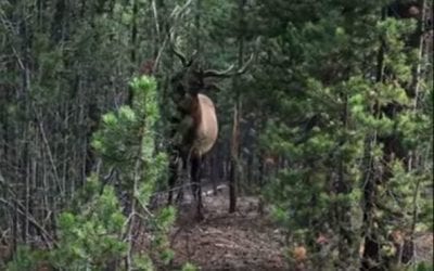 Bull Elk Goes Nuts Rubbing a Tree
