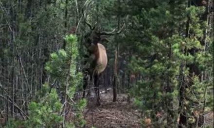 Bull Elk Goes Nuts Rubbing a Tree