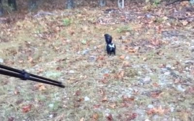 Deer Hunter Gets Skunked, Literally
