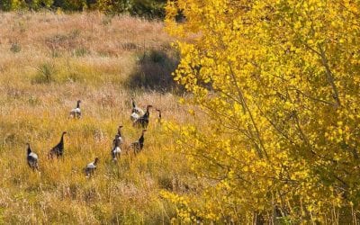 Deer hunters, buy a fall turkey permit