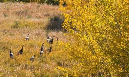 Deer hunters, buy a fall turkey permit