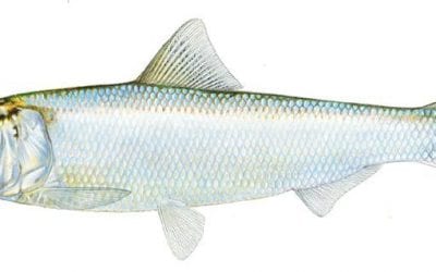 Don’t Call Me “Skipjack”