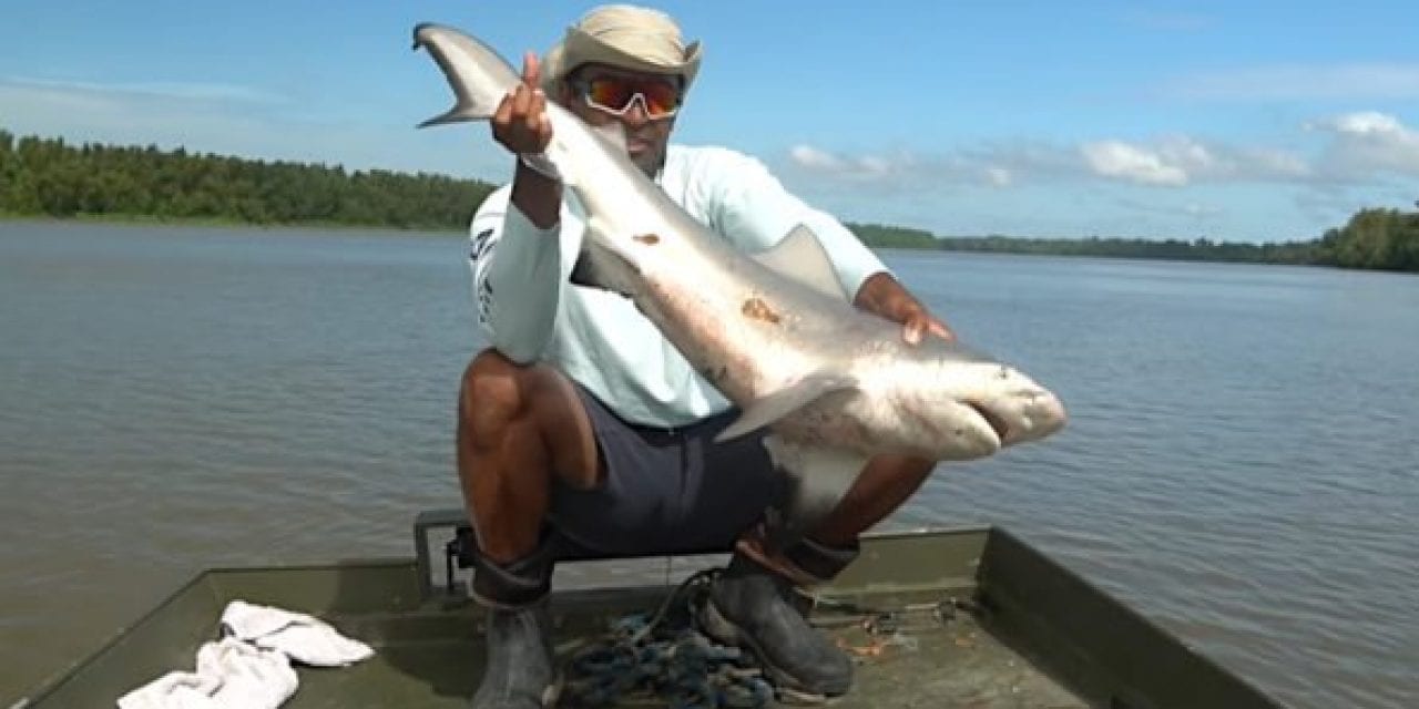 Fishing for Bull Sharks in a Freshwater River Produces Surprising Results