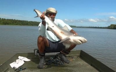 Fishing for Bull Sharks in a Freshwater River Produces Surprising Results