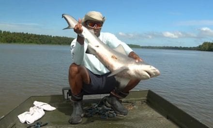 Fishing for Bull Sharks in a Freshwater River Produces Surprising Results