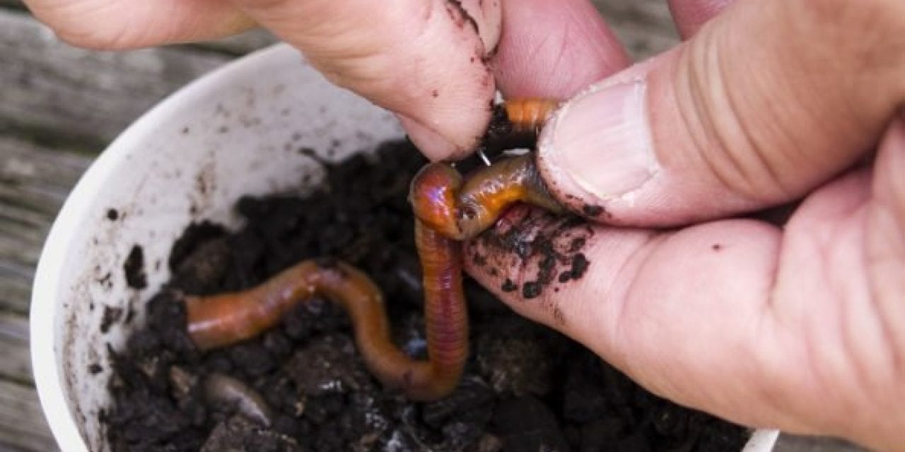 Fishing Worms, and the Many Ways They Catch a Variety of Species