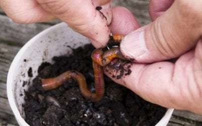 Fishing Worms, and the Many Ways They Catch a Variety of Species