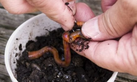 Fishing Worms, and the Many Ways They Catch a Variety of Species