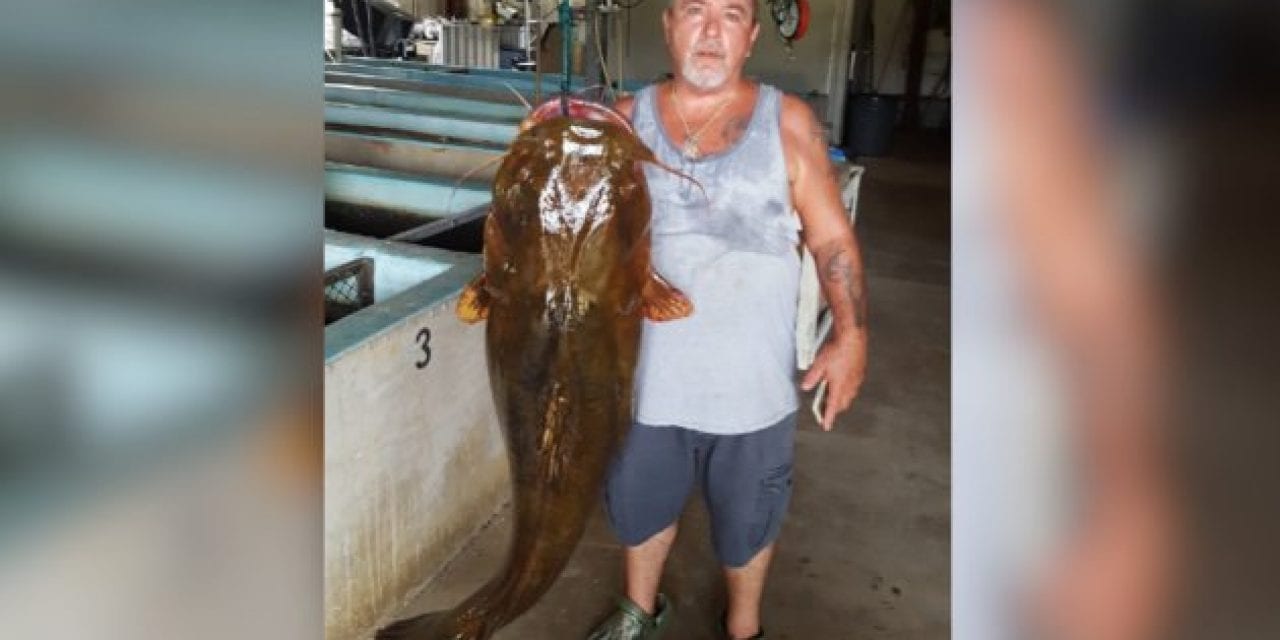 Florida Has a New State Record Flathead Catfish