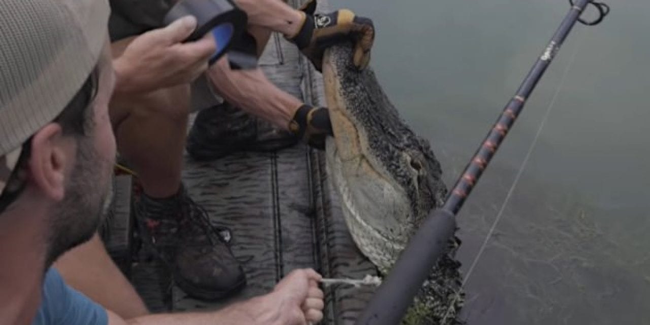 Giant Georgia Alligator Hunt Makes for an Exciting Catch and Cook