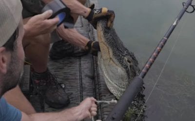 Giant Georgia Alligator Hunt Makes for an Exciting Catch and Cook