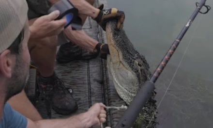 Giant Georgia Alligator Hunt Makes for an Exciting Catch and Cook