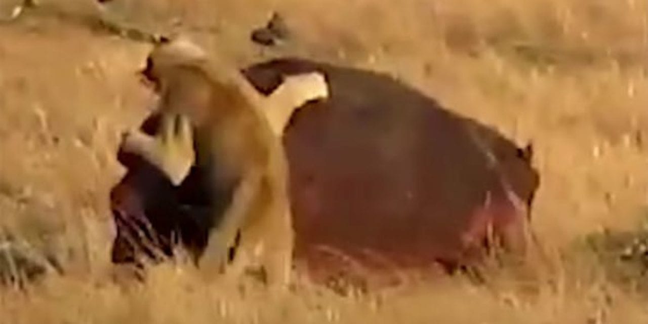 Hippo Escapes Lion’s Clutches to Live Another Day