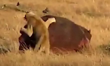 Hippo Escapes Lion’s Clutches to Live Another Day