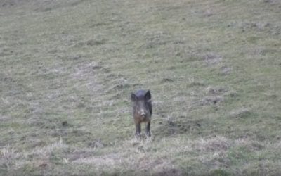 Hunter Drops Hog With a .45-70 Headshot