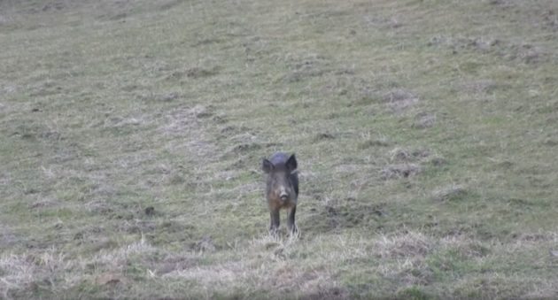 A .45-70 Head Shot Stops This Hog Cold