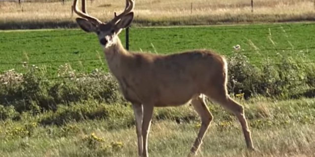 Hunter Smokes Big Wyoming Mule Deer at Close Range on Season’s Opening Day