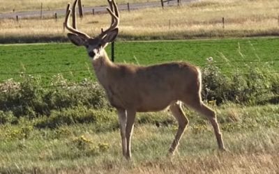 Hunter Smokes Big Wyoming Mule Deer at Close Range on Season’s Opening Day