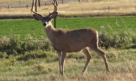 Hunter Smokes Big Wyoming Mule Deer at Close Range on Season’s Opening Day