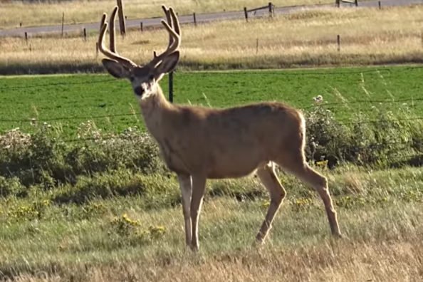 Wyoming Mule Deer