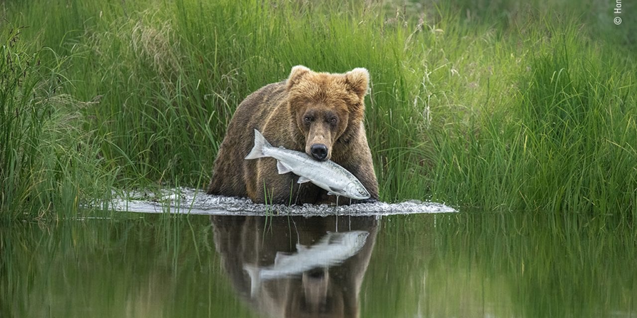 Images From The Wildlife Photographer Of The Year Competition