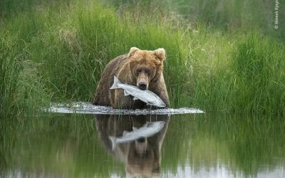 Images From The Wildlife Photographer Of The Year Competition