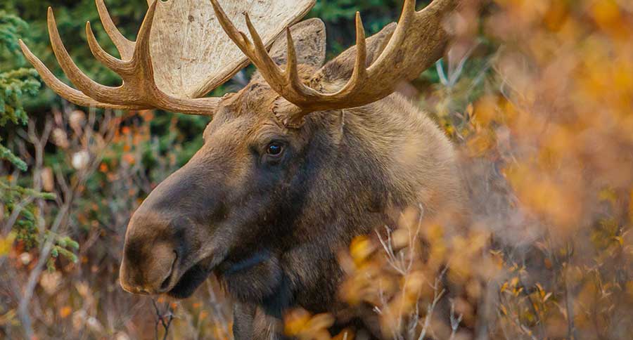 Moose Vs. Elk