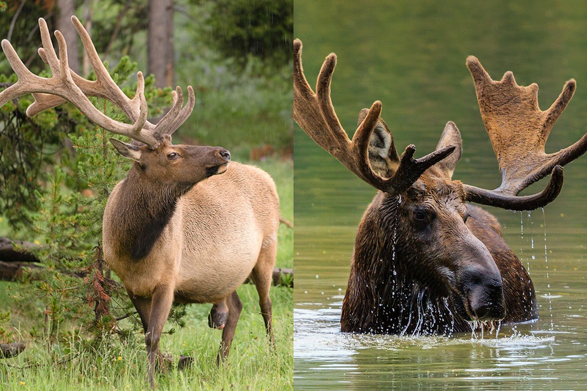 Moose Vs. Elk.