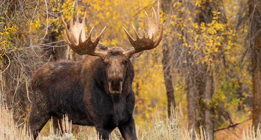 Moose Vs. Elk