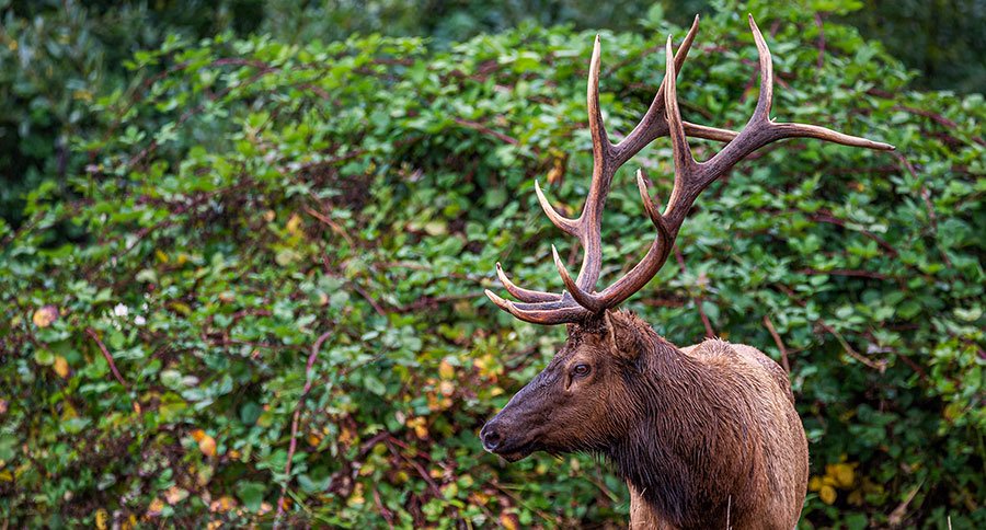 Moose Vs. Elk