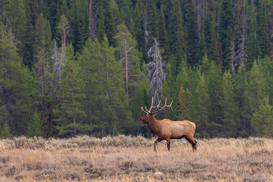 Moose Vs. Elk