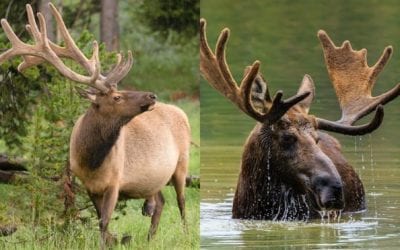 Moose vs. Elk: The Important Facts, What Tastes Better, and Which to Hunt This Season