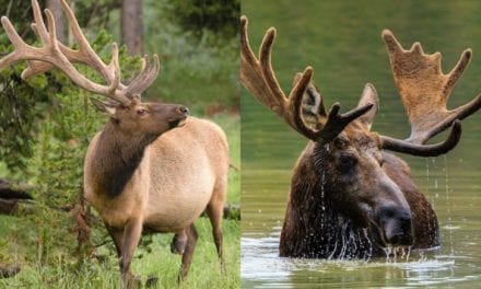 Moose vs. Elk: The Important Facts, What Tastes Better, and Which to Hunt This Season