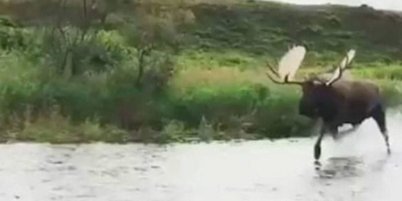 Motor Boat Couldn’t Escape a Sprinting Bull Moose