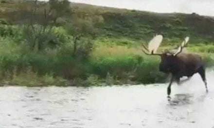 Motor Boat Couldn’t Escape a Sprinting Bull Moose