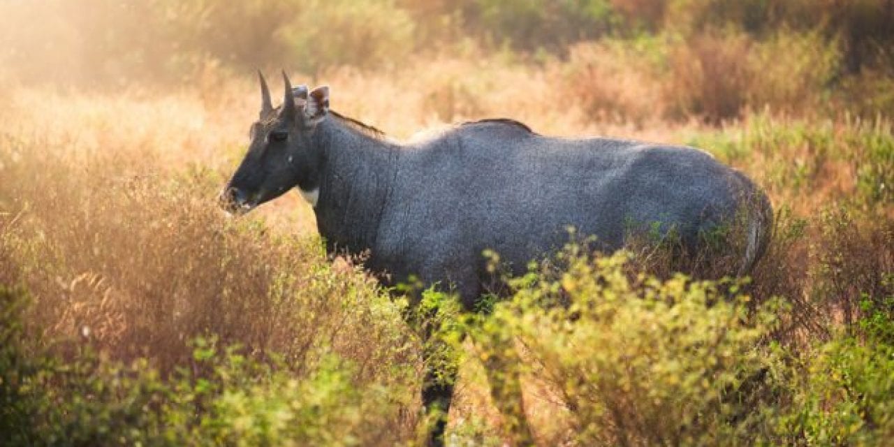 Nilgai Species Profile: Hunting the Blue Bull