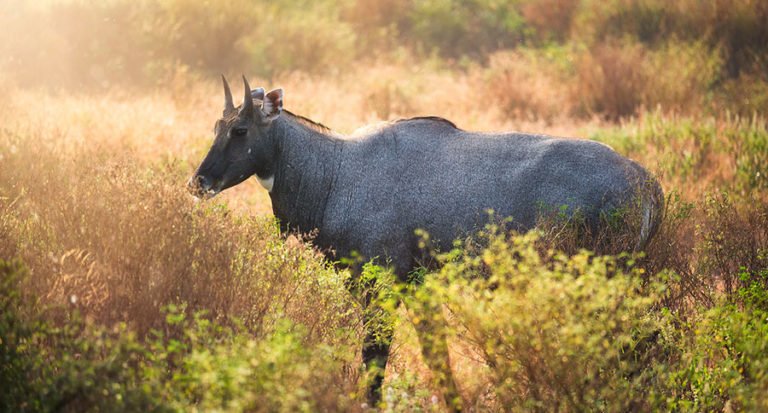 Nilgai Species Profile: Hunting the Blue Bull - Outdoor Enthusiast ...