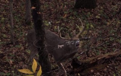 No Hunter Can Resist This Much Deer Grunting