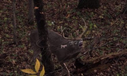No Hunter Can Resist This Much Deer Grunting
