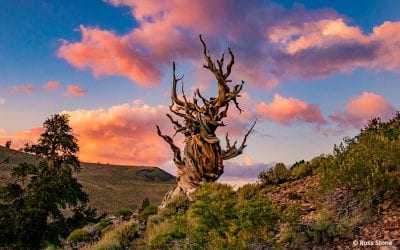 Photo Of The Day By Ross Stone