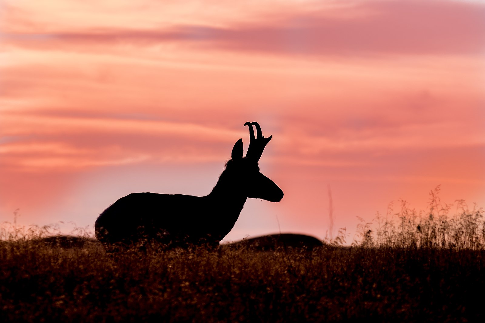 Pronghorn Antelope