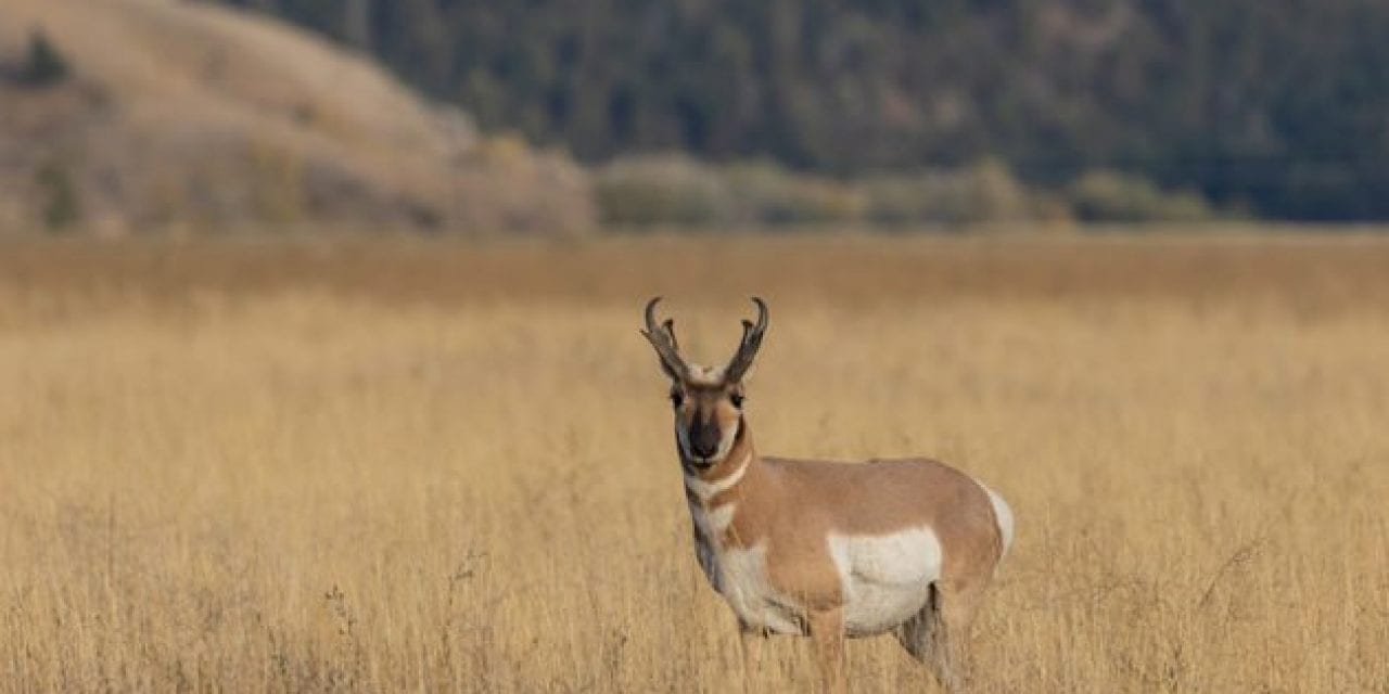 Pronghorn Antelope: Species Facts About the Speed Goat
