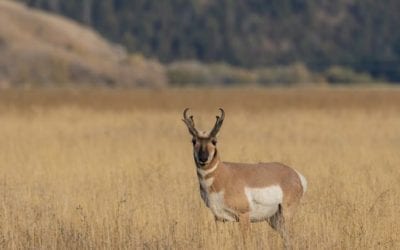 Pronghorn Antelope: Species Facts About the Speed Goat
