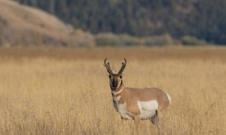 Pronghorn Antelope: Species Facts About the Speed Goat