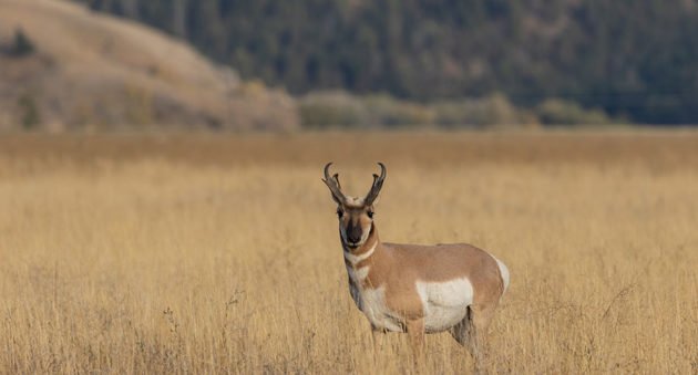 Pronghorn Antelope