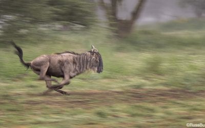 Shutter Speed Significance, Part 2: Emphasize The Action