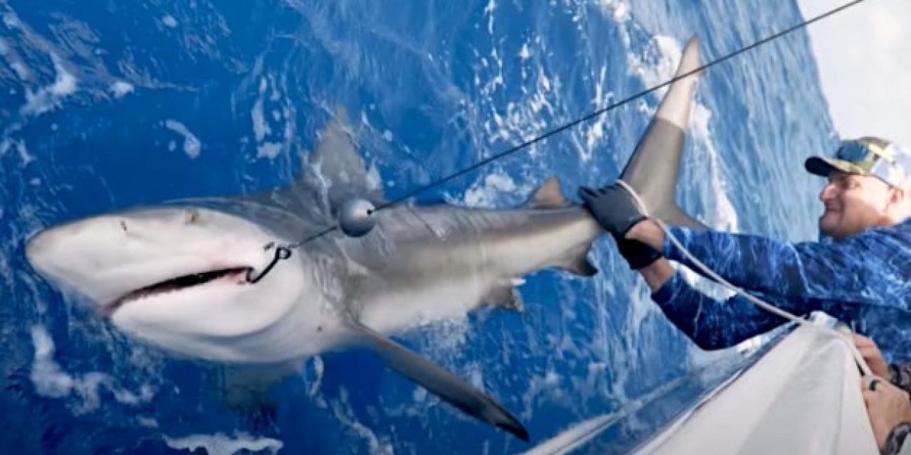 Tampa Bay Buccaneer Rob Gronkowski Catches a Bull Shark with BlacktipH