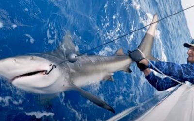Tampa Bay Buccaneer Rob Gronkowski Catches a Bull Shark with BlacktipH